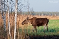 060_Biebrza - kwiecien 2012